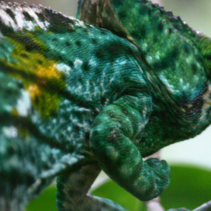 Andasibe Nationalpark