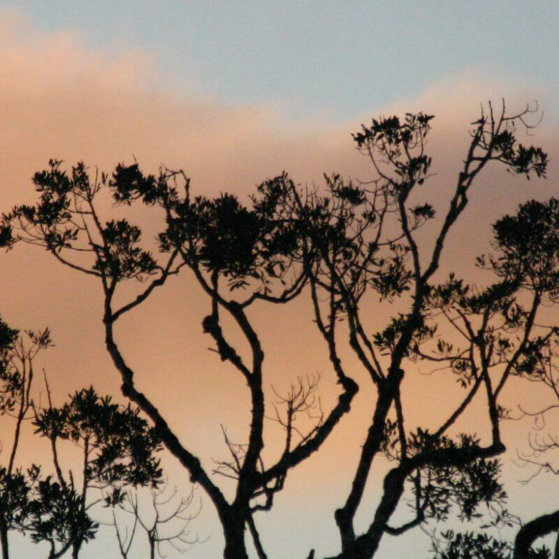 Andasibe Nationalpark