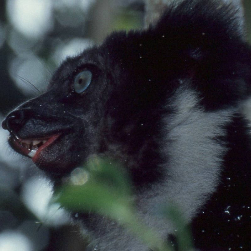 Andasibe Nationalpark