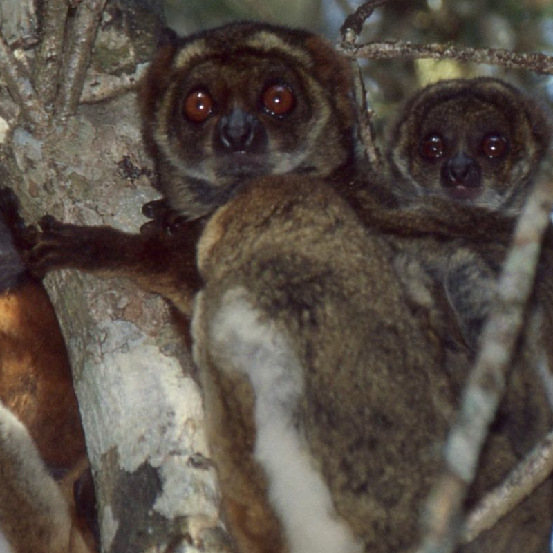 Andasibe Nationalpark