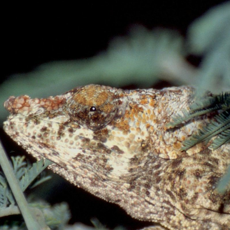 Andasibe Nationalpark