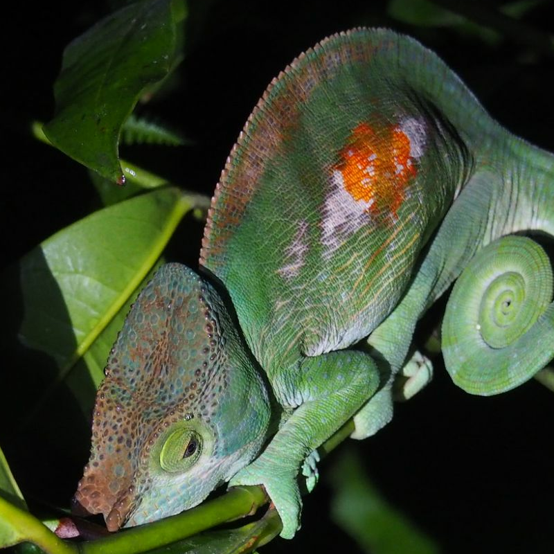 Andasibe Nationalpark