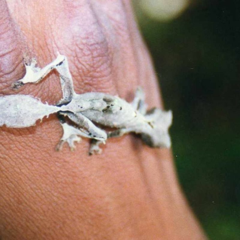 Andasibe Nationalpark