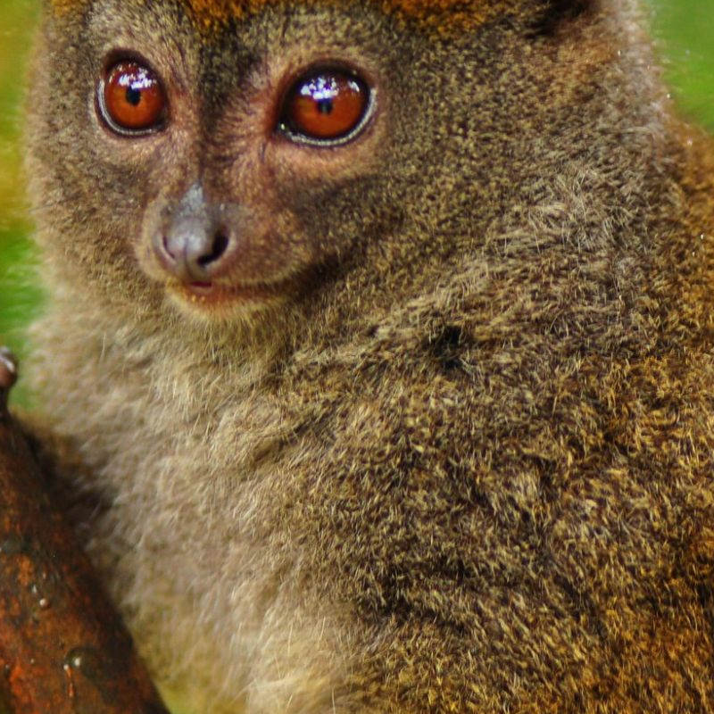Andasibe Nationalpark