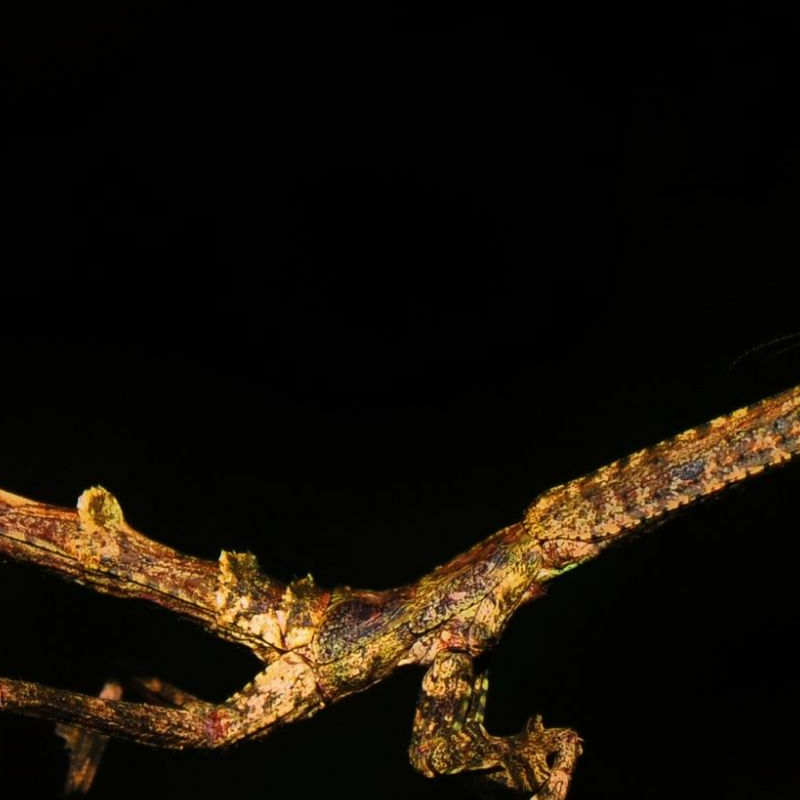 Andasibe Nationalpark