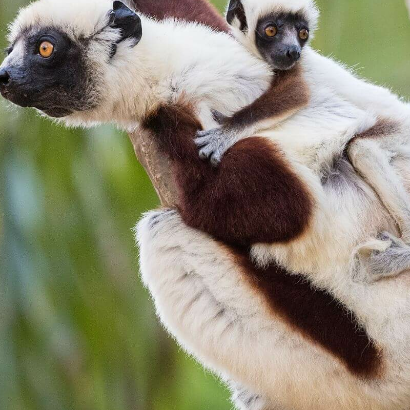 Anjajavy