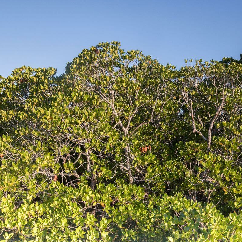 Anjajavy