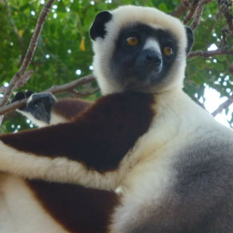 Anjajavy