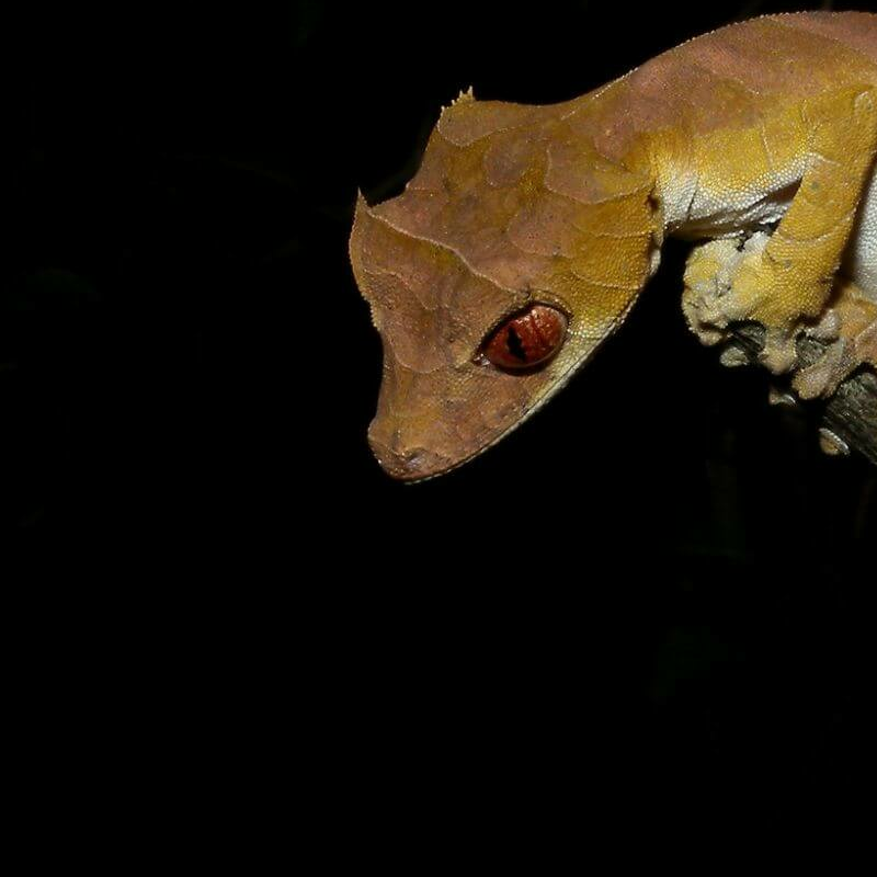 Ankarafantsika