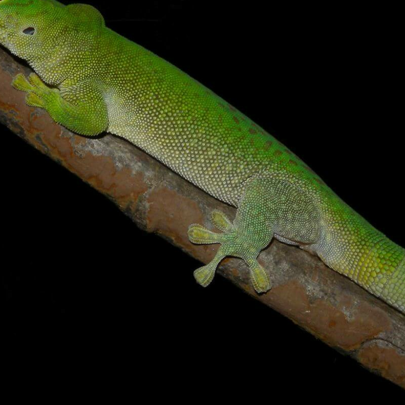 Ankarafantsika