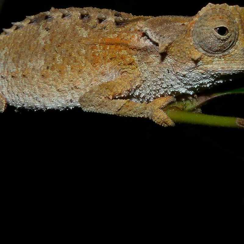 Ankarafantsika