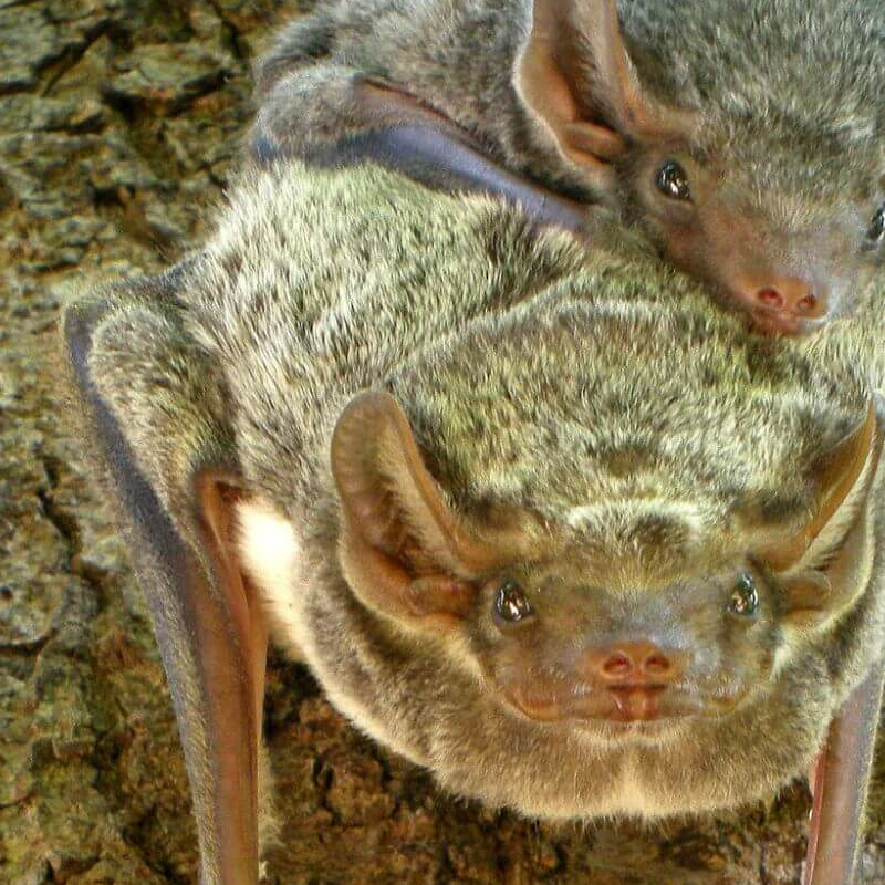 Ankarafantsika