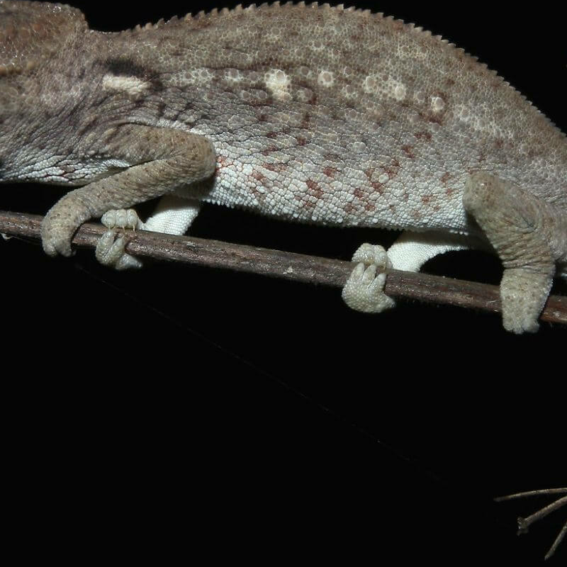 Ankarafantsika