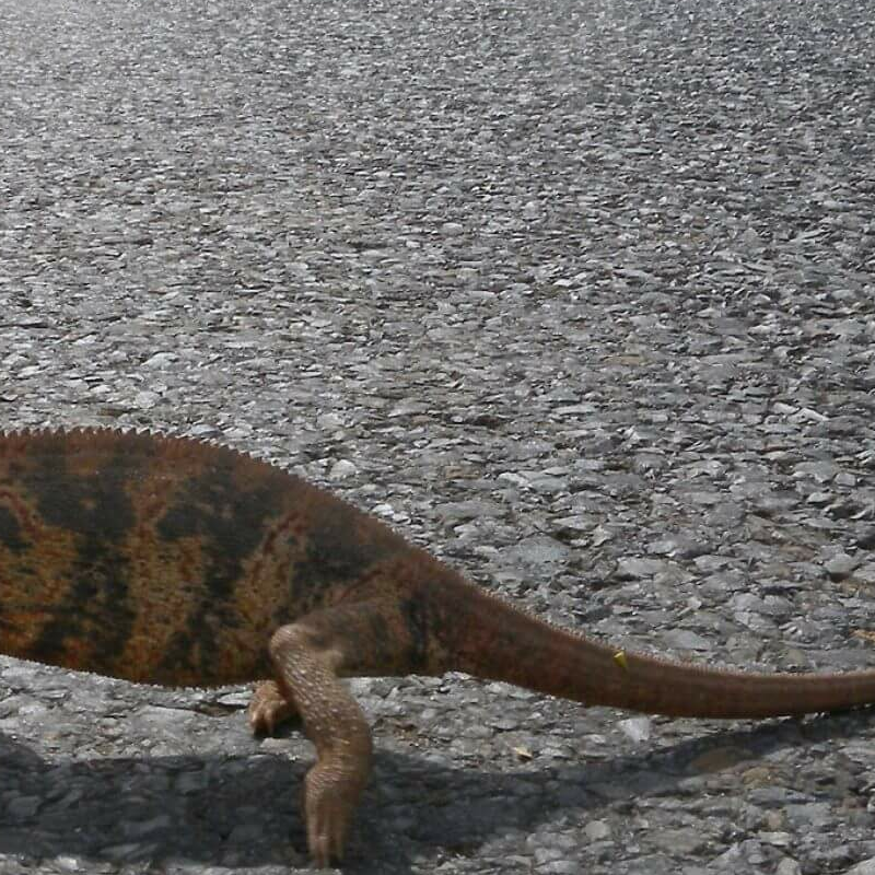 Ankarafantsika