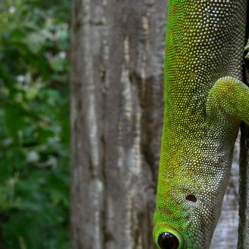 Ankarafantsika