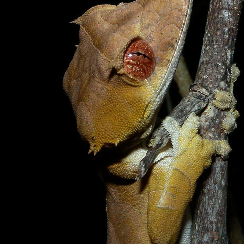 Ankarafantsika