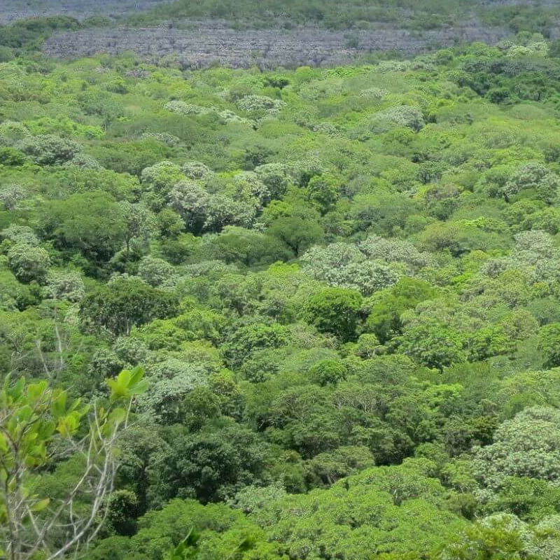 Ankarana Nationalpark