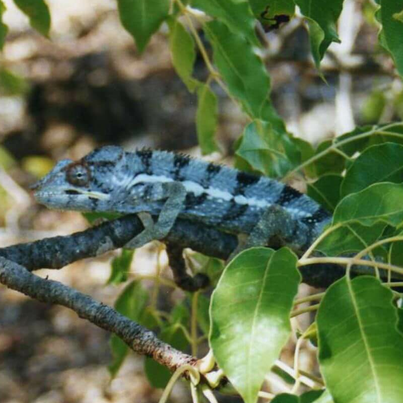 Ankarana Nationalpark