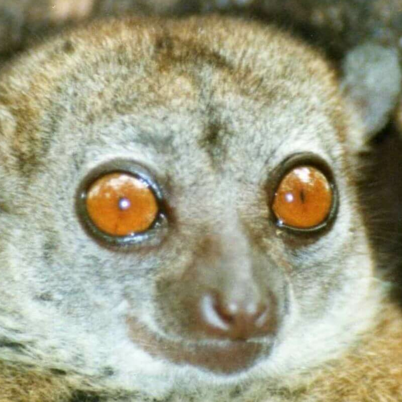 Ankarana Nationalpark