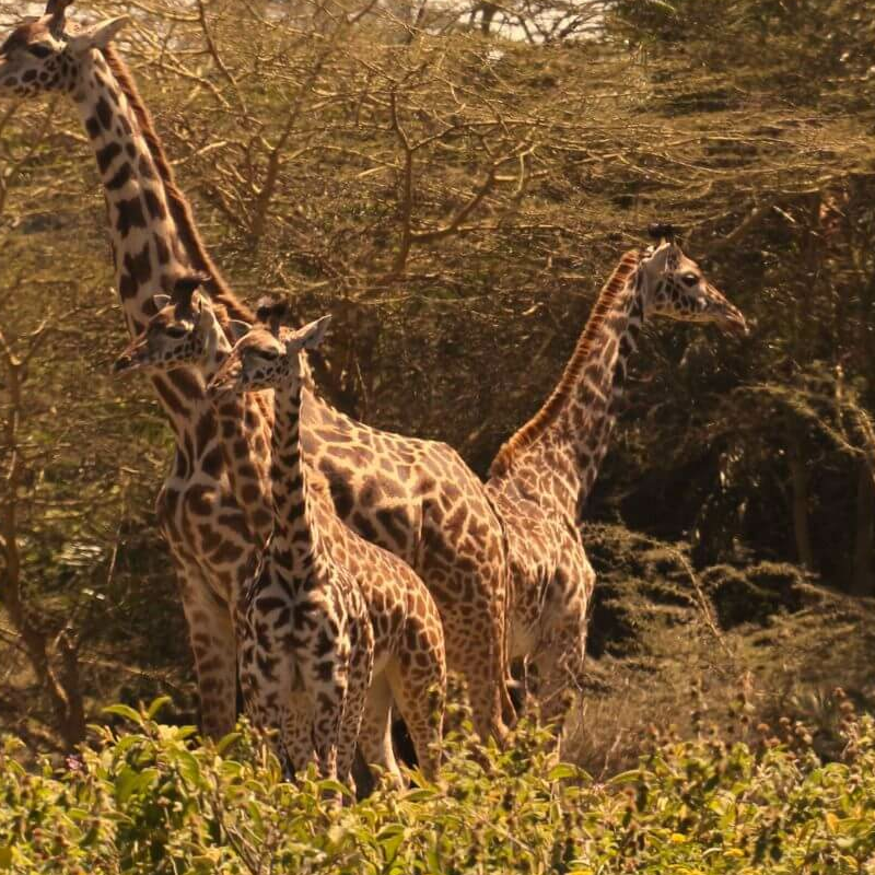 Tansania Serengeti Intensivsafari: die große Migration