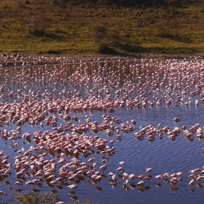 Tansania Serengeti Intensivsafari: die große Migration