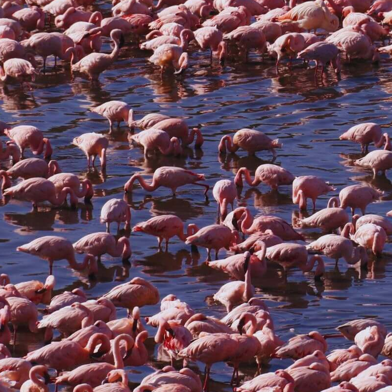 Tansania Serengeti Intensivsafari: die große Migration