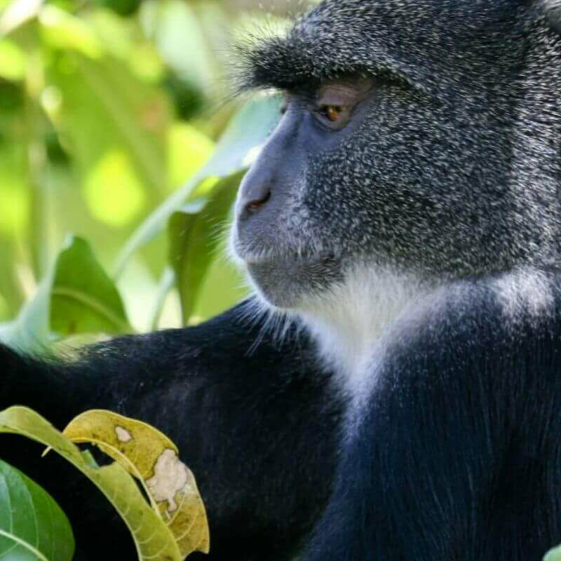 Tansania Serengeti Intensivsafari: die große Migration