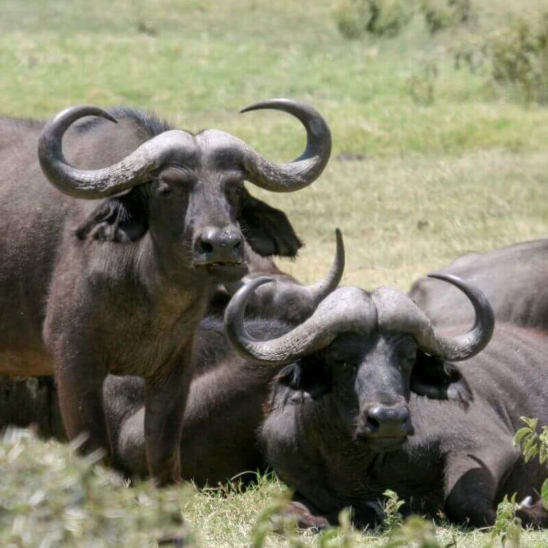 Tansania Serengeti Intensivsafari: die große Migration