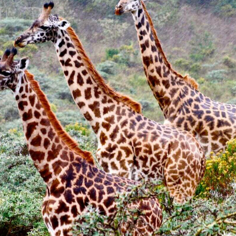 Tansania Serengeti Intensivsafari: die große Migration