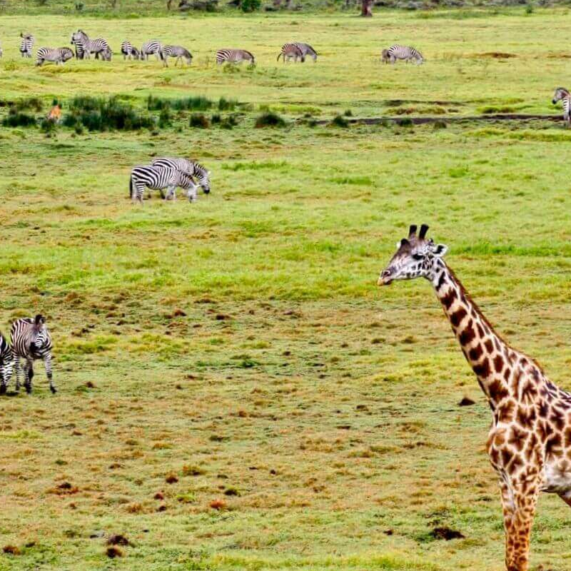 Tansania Serengeti Intensivsafari: die große Migration