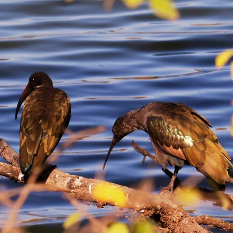 Tansania Serengeti Intensivsafari: die große Migration
