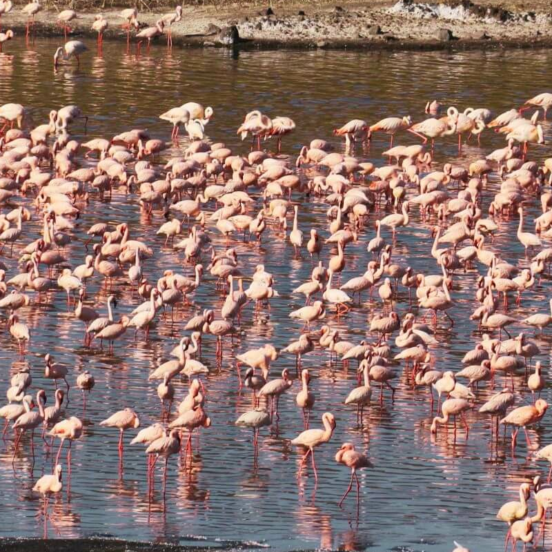 Tansania Serengeti Intensivsafari: die große Migration