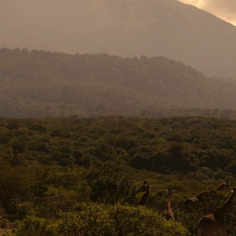 Tansania Serengeti Intensivsafari: die große Migration