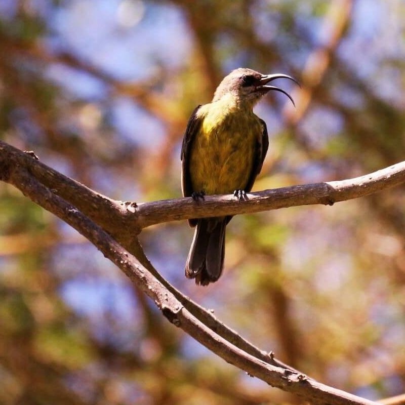 Tansania Serengeti Intensivsafari: die große Migration