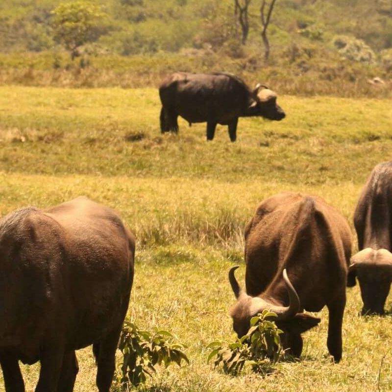 Tansania Serengeti Intensivsafari: die große Migration