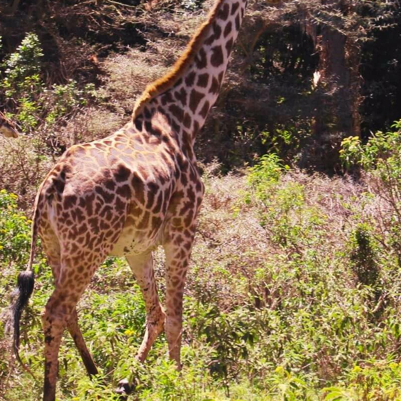 Tansania Serengeti Intensivsafari: die große Migration