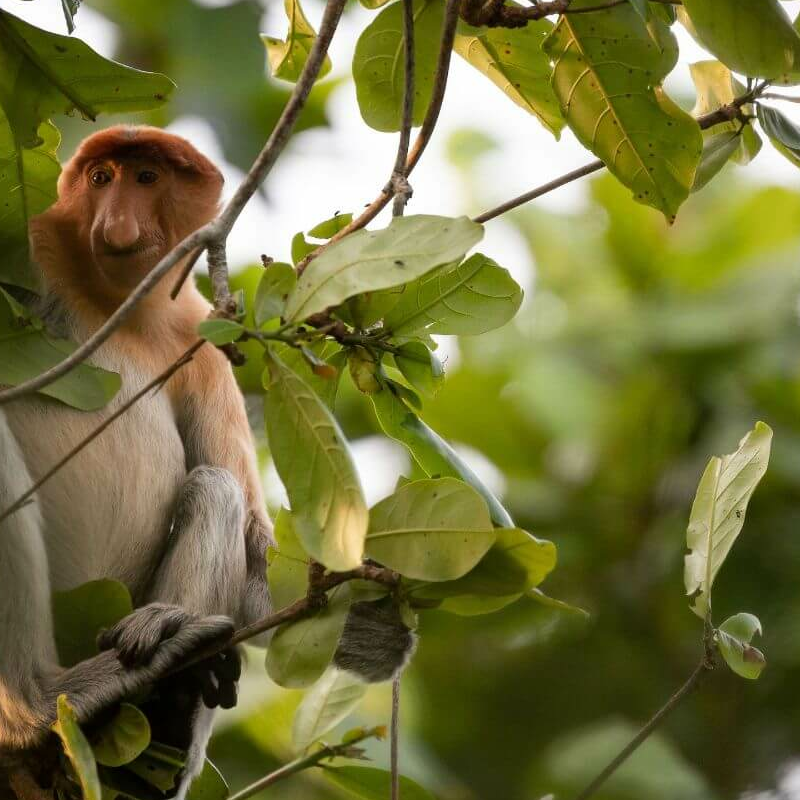 Bako Nationalpark