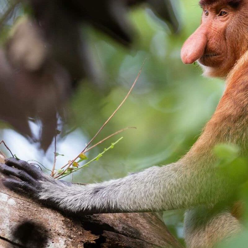 Bako Nationalpark