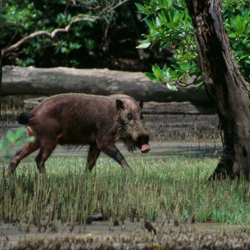 Bako Nationalpark