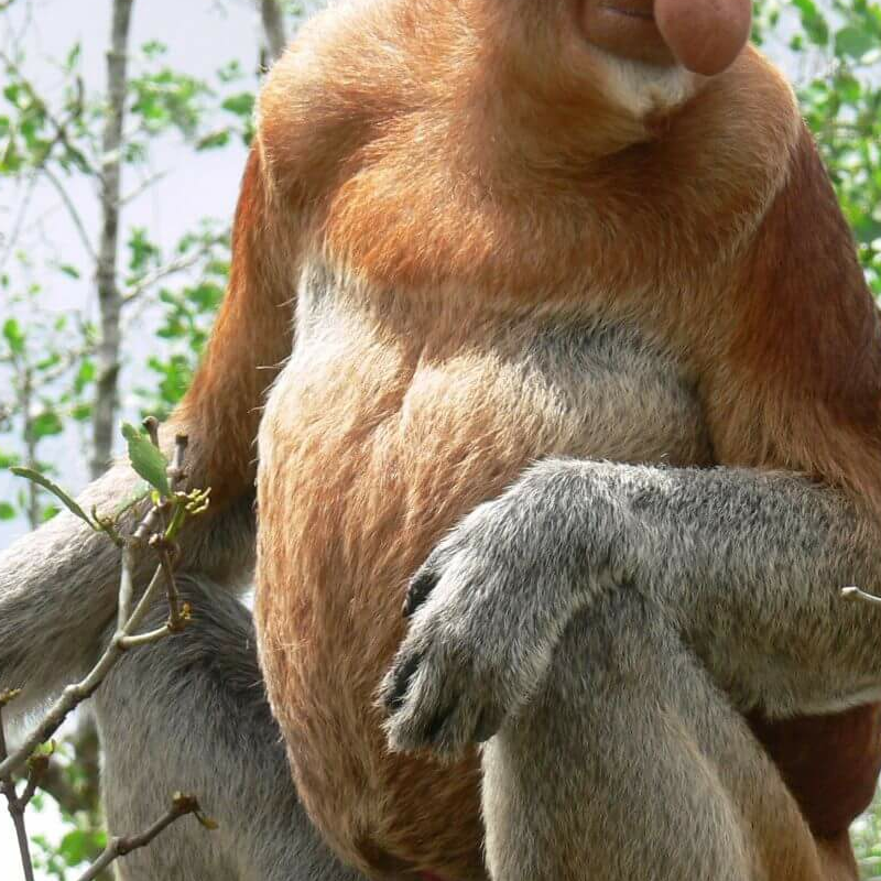 Bako Nationalpark