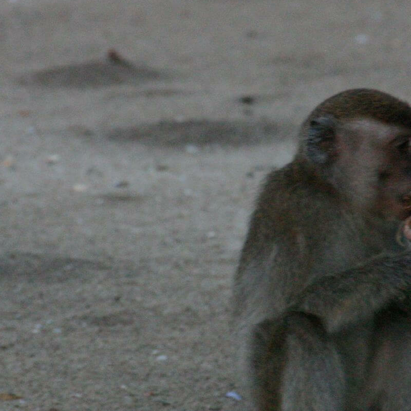 Bako Nationalpark