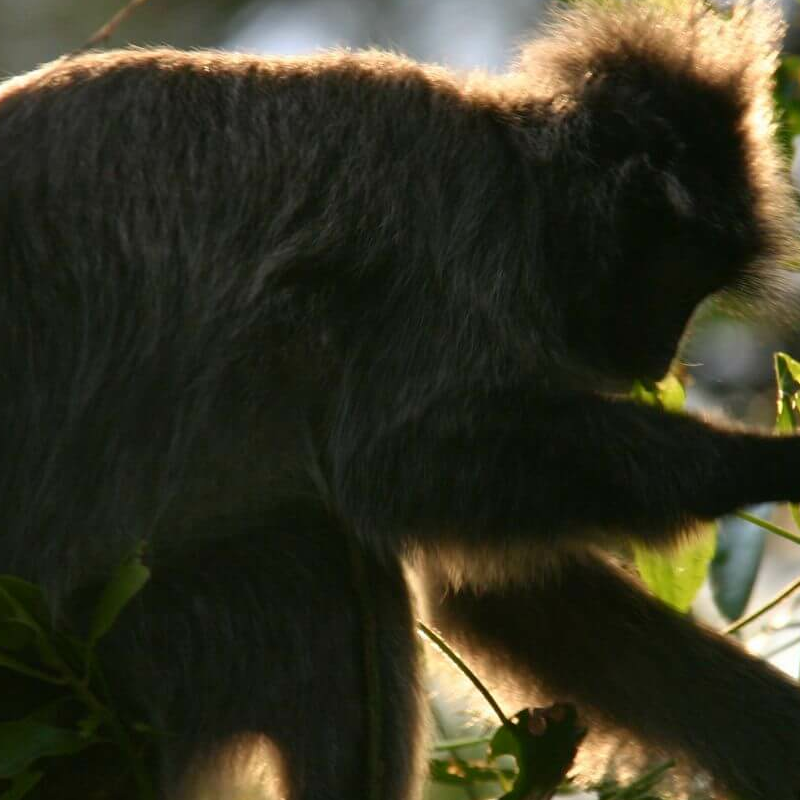 Bako Nationalpark
