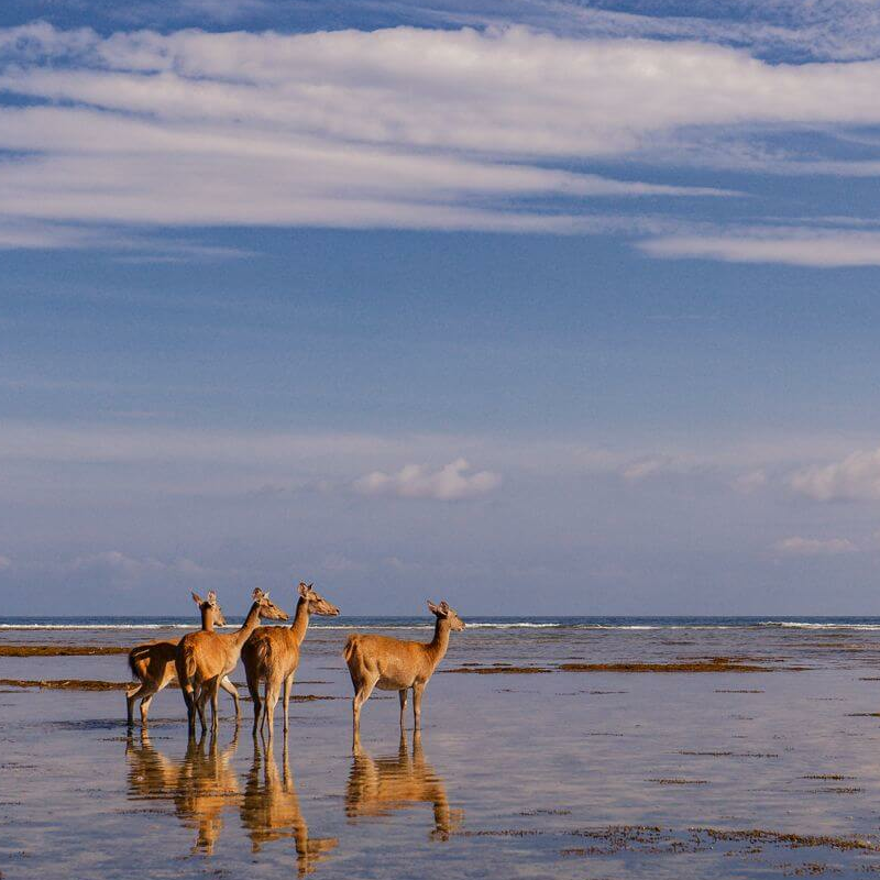 Bali