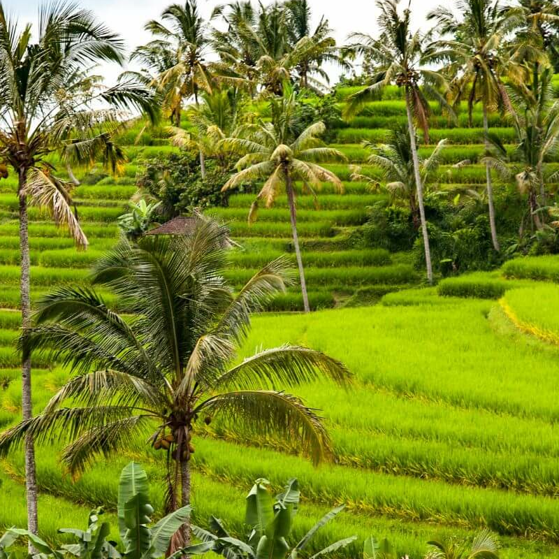 Bali
