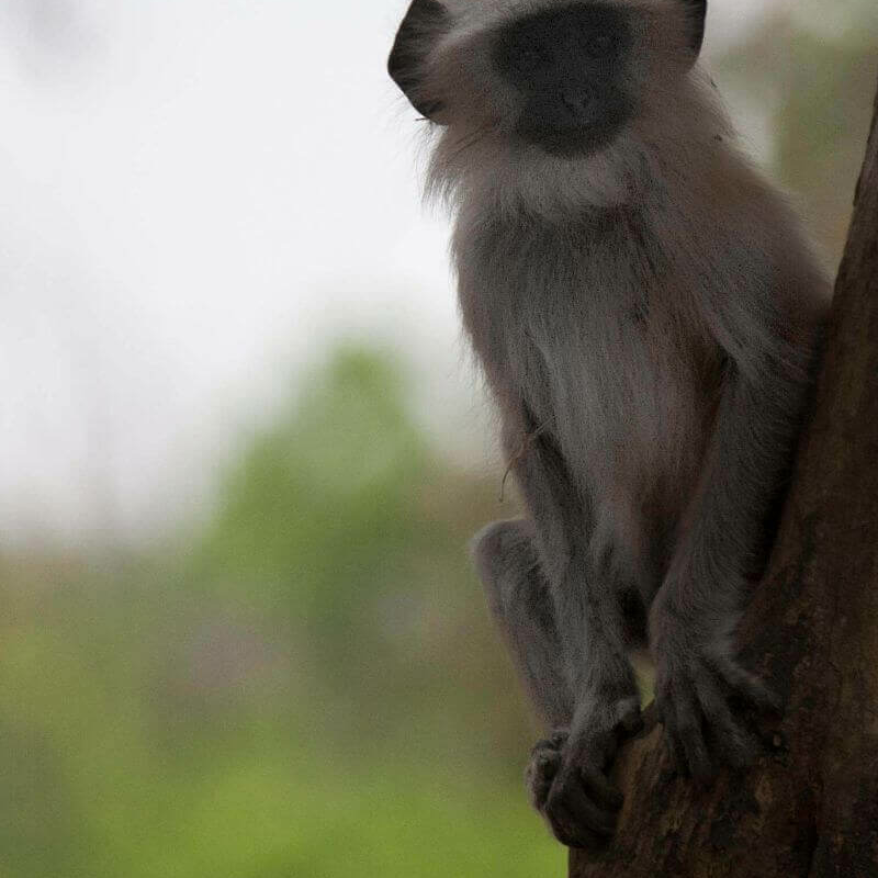 Bandhavgahr