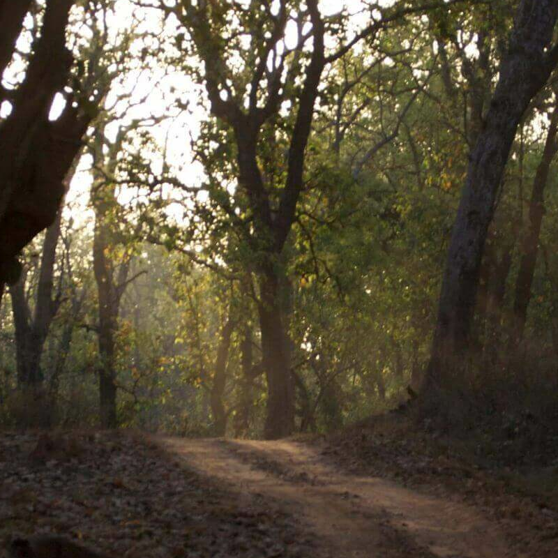 Bandhavgahr