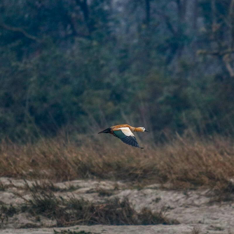 Bardiya-Nationalpark