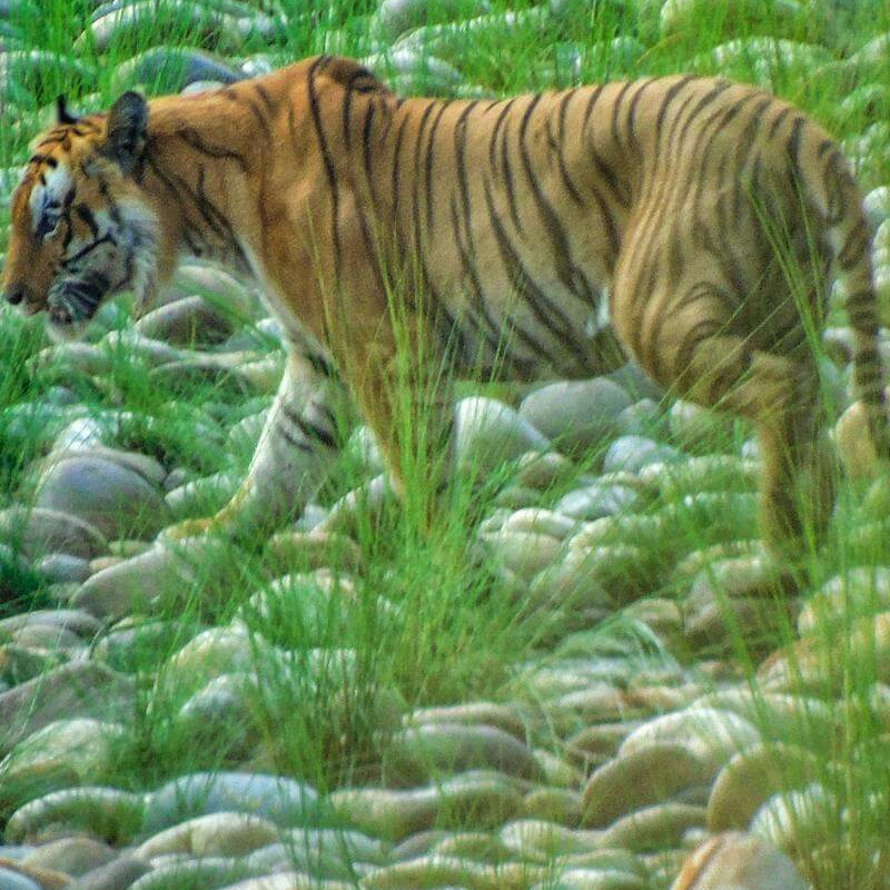 Bardiya-Nationalpark