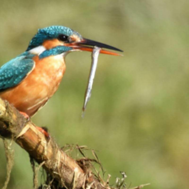 Bardiya-Nationalpark