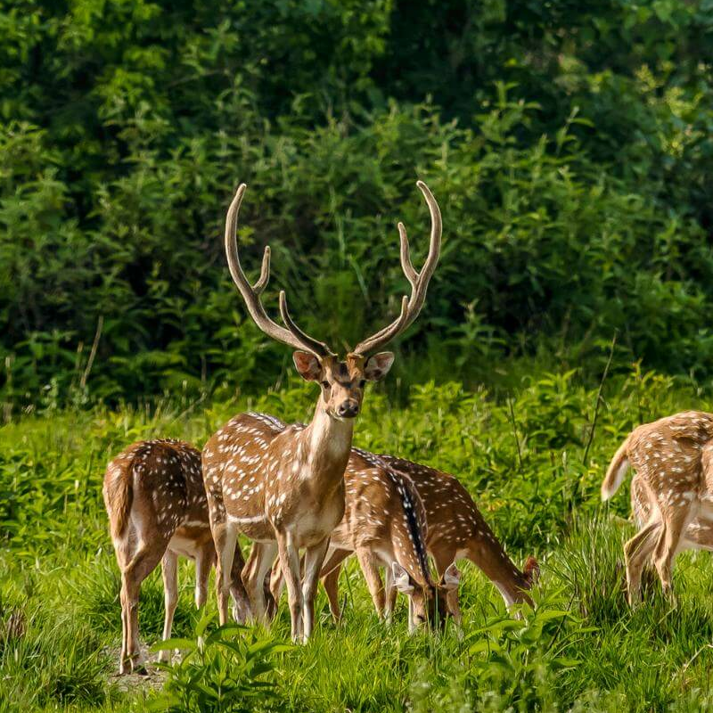 Bardiya-Nationalpark